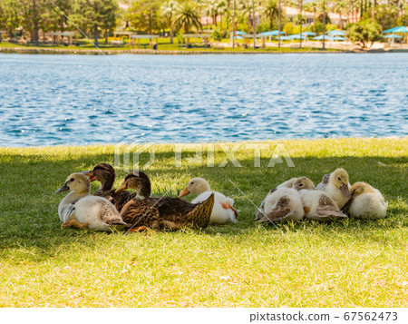Many baby ducks sleeping on the ground Many baby ducks sleeping on the ground 67562473