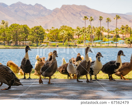 Many baby ducks walking on the ground Many baby ducks walking on the ground 67562479