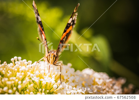 Closeup of Vanessa atalanta, the red admiral or, 67562508