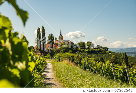 Vineyard on Austrian countryside with a church in Vineyard on Austrian countryside with a church in 67562542