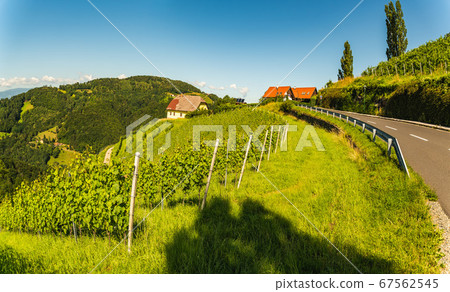 Vineyard on Austrian countryside. Landscape of Vineyard on Austrian countryside. Landscape of 67562545