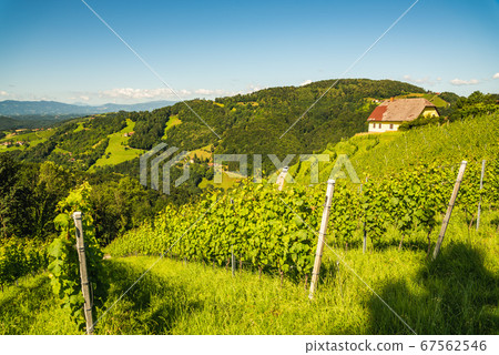 Vineyard on Austrian countryside. Landscape of 67562546