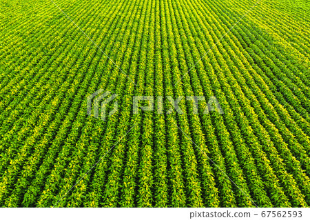 Soybean field with rows of soya bean plants. 67562593