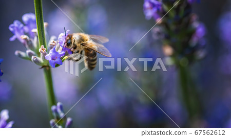 Close-up photo of a Honey Bee gathering nectar and Close-up photo of a Honey Bee gathering nectar and 67562612