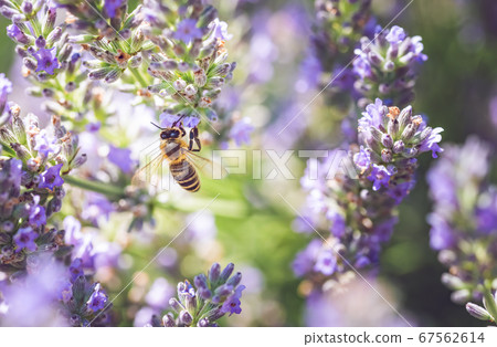 Close-up photo of a Honey Bee gathering nectar and Close-up photo of a Honey Bee gathering nectar and 67562614