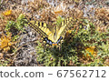 Butterfly on the grass 67562712