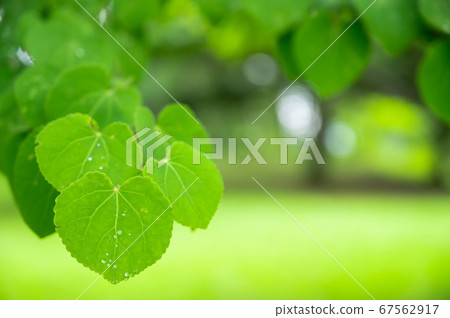 Wig leaf close-up 67562917