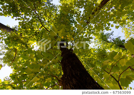 Henan Heonheon Tree 67563099