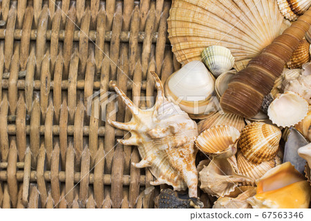 Seashells are lying in the right side of old Seashells are lying in the right side of old 67563346