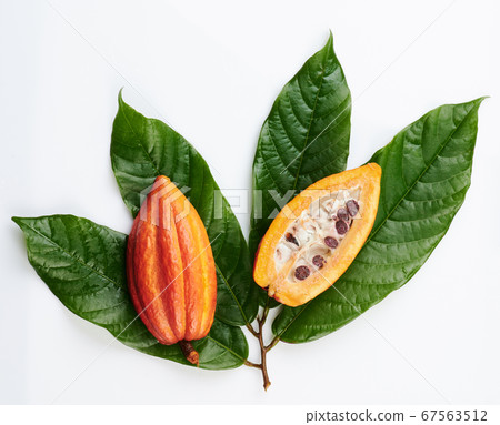 Sliced cacao pod on green leafs 67563512