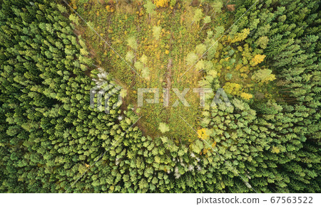 Deforest of green forest 67563522