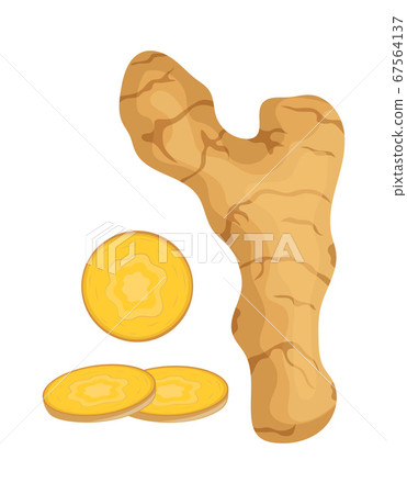 fresh ginger isolated on white, vector fresh ginger isolated on white, vector 67564137
