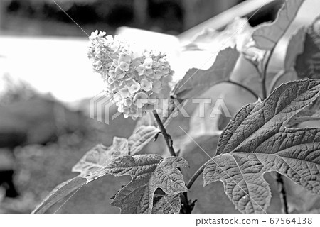 Kashiwaba hydrangea 67564138