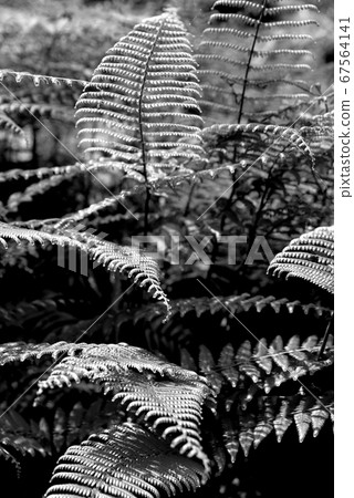 Forest landscape Forest landscape 67564141
