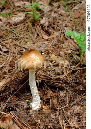 Mushroom with vase Mushroom with vase 67564401