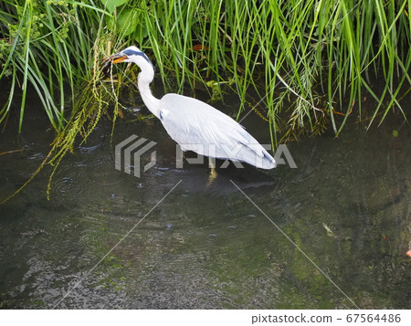 Gray heron 67564486