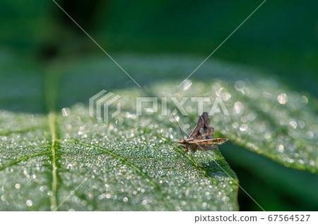 Shimenaya Himenomeiga 67564527