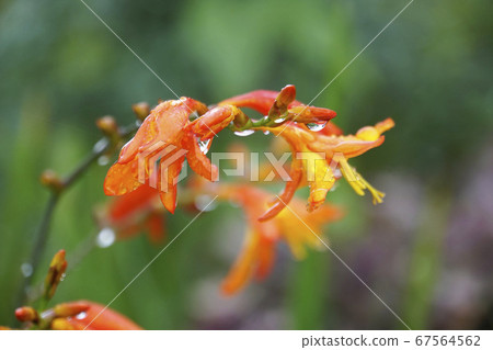 Himehigi ginsen Himehigi ginsen 67564562