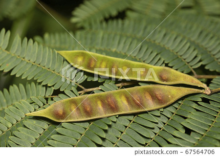 Nemoki seeds 67564706