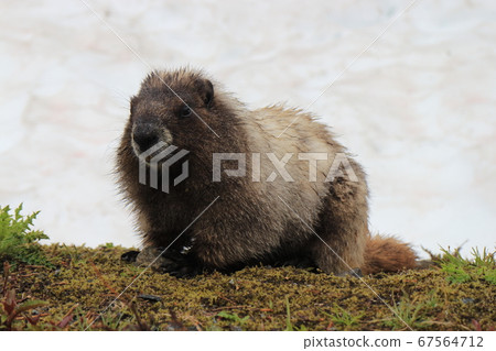 旱獺站在雪的背景下 67564712