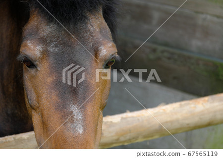 Brown horse face up 67565119