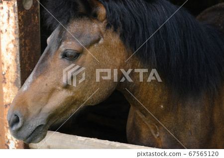 Side profile of a brown horse 67565120