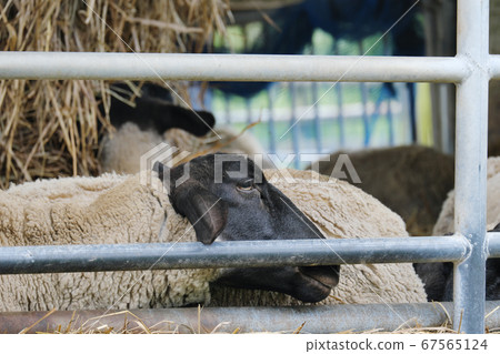 倚在柵欄上的黑羊 67565124