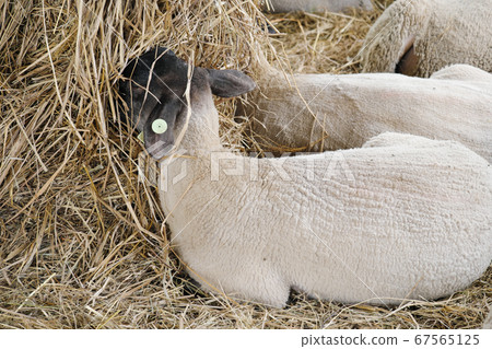 A black sheep squirming in the straw 67565125