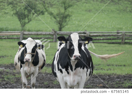 Holstein's tail appeal 67565145