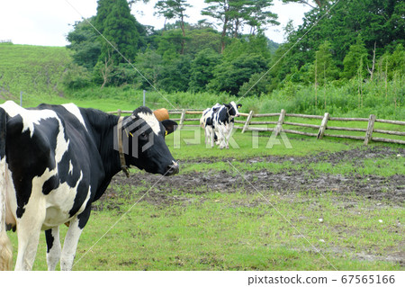 Holstein turning around 67565166