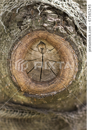 修剪樹木的痕跡 67565245