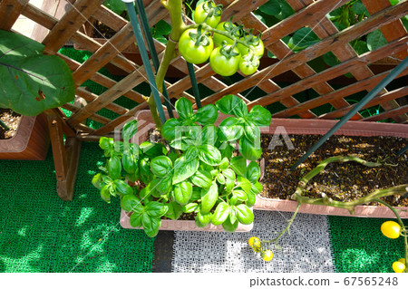 以陽台為中心的番茄和羅勒種植 67565248