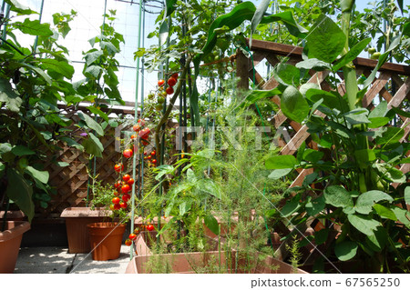 在夏季陽台上種植西紅柿,茄子,玉米等,健康並拯救生命 在夏季陽台上種植西紅柿,茄子,玉米等,健康並拯救生命 67565250