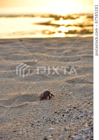 ami美大島3寄居蟹沿著海灘漫步 ami美大島3寄居蟹沿著海灘漫步 67565281