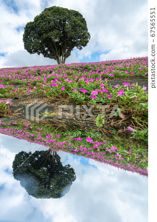 母親牧場矮牽牛 67565551