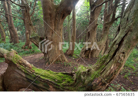 Fantasy forest cedar Fantasy forest cedar 67565635
