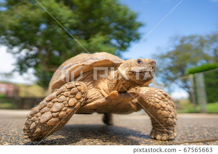 Mother ranch tortoise 67565663