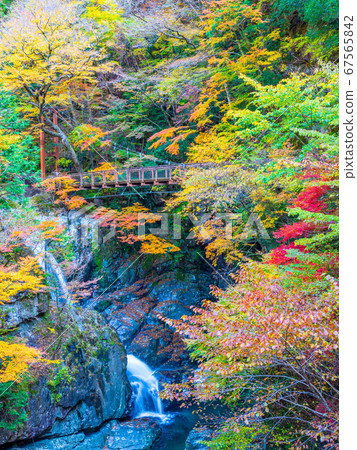 Autumn leaves of the Mitarai Valley 67565842