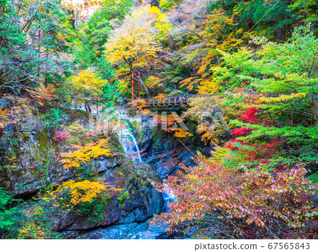Autumn leaves of the Mitarai Valley 67565843