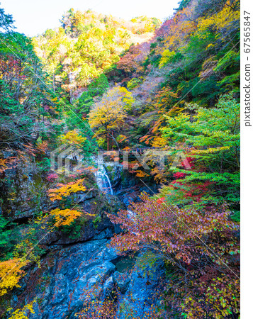 Autumn leaves of the Mitarai Valley 67565847