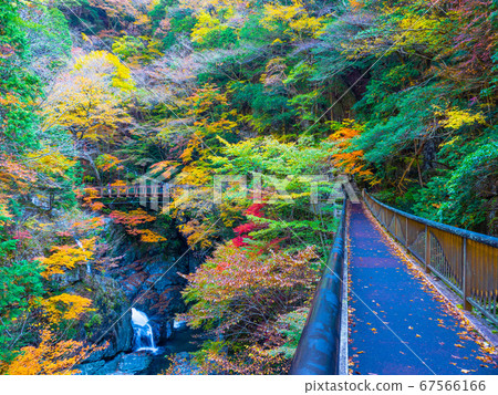 禦寒井谷的秋葉 67566166