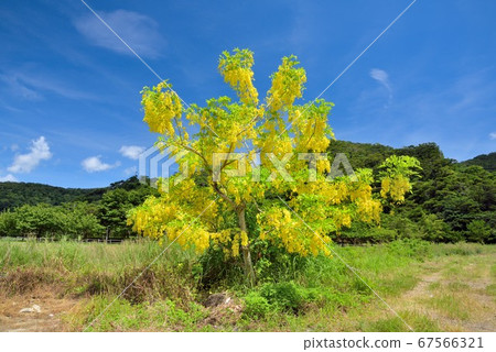 Amami Oshima Golden Shower 1 on the farm road Amami Oshima Golden Shower 1 on the farm road 67566321