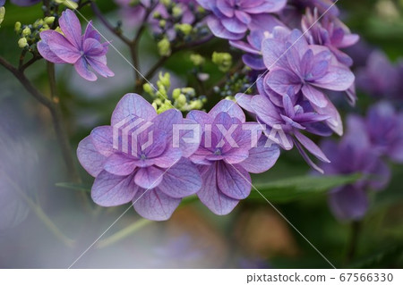 茨城縣板湖市二本鬆的繡球花林中盛開的繡球花 67566330