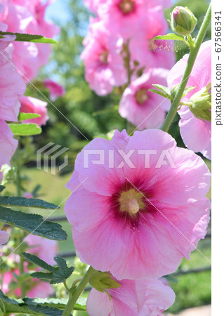 Arai Aoi Arai Aoi 67566341