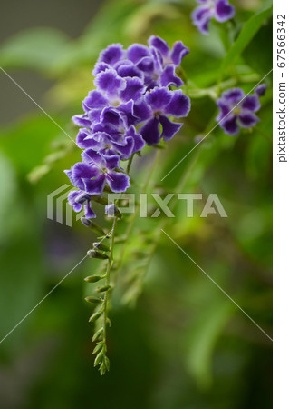 Duranta flower 67566342