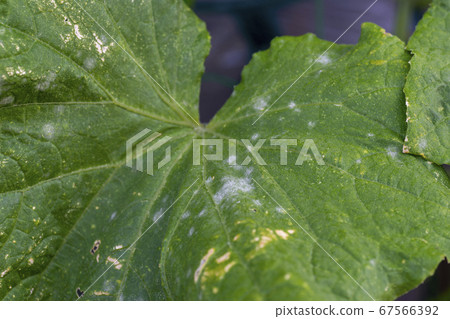 黃瓜白粉病 黃瓜白粉病 67566392