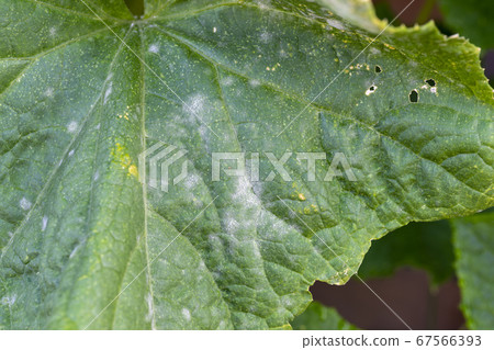 黃瓜白粉病 67566393