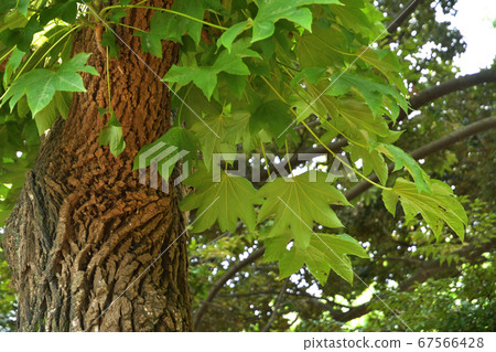 Tree: Maple tree 67566428