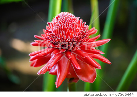 Torch ginger Torch ginger 67566444