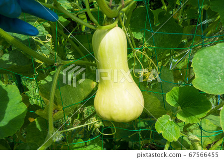 在菜園裡種植胡桃南瓜，南瓜果實 67566455